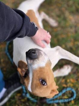 Zig -  Hound and Mixed Breed Dog for Adoption in Westland, Michigan - Zig | PetCurious