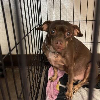 Krueger -  Chihuahua and Mixed Breed Dog for Adoption in Flagstaff, Arizona - Krueger | PetCurious