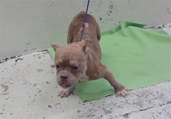 A2094738 -  French Bulldog and Mixed Breed Dog for Adoption in Houston, Texas - A2094738 | PetCurious