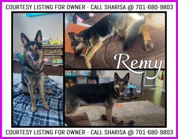 Remy - COURTESY LISTING -  German Shepherd Dog Dog for Adoption in Valley City, North Dakota - Remy - COURTESY LISTING | PetCurious
