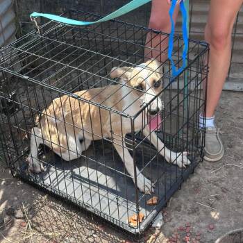 Yellowstone -  Husky and Mixed Breed Dog for Adoption in Pittsburg, Kansas - Yellowstone | PetCurious