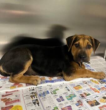 Mixed Breed Dogs Available for Adoption in Jackson, Tennessee - Cinnamon Roll | PetCurious
