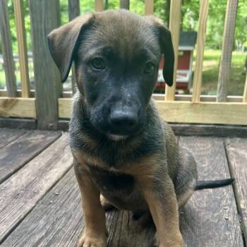German Shepherd Dog and Labrador Retriever Dogs Available for Adoption in Fayetteville, Georgia - Comet | PetCurious