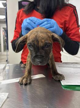 Danica -  Boxer Dog for Adoption in Marietta, Georgia - Danica | PetCurious