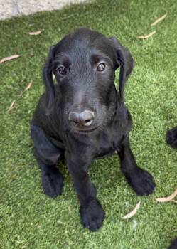 Aramis -  Labradoodle Dog for Adoption in Cypress, California - Aramis | PetCurious