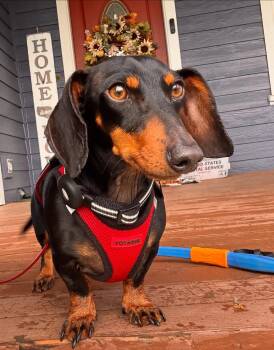 Rescue Miniature Dachshund Dogs for Adoption in Portland, Oregon - Franklin | PetCurious