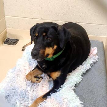 Dutchess -  Mixed Breed Dog for Adoption in Winston-salem, North Carolina - Dutchess | PetCurious