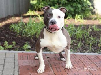 Rescue Boxer and Mixed Breed Dogs for Adoption in Omaha, Nebraska - CHICHARITO | PetCurious