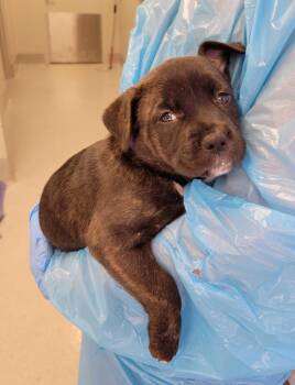 Pit Bull Terrier and Mixed Breed Dogs Available for Adoption in Chillicothe, Ohio - Goose | PetCurious