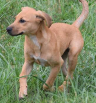 Nova-Available www.lhar.dog to apply -  Labrador Retriever and Shepherd Dog for Adoption in Frederick, Maryland - Nova-Available Www.lhar.dog To Apply | PetCurious
