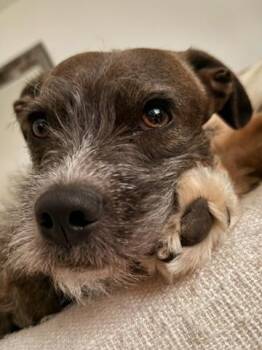 Border Terrier and Miniature Schnauzer Dogs Available for Adoption - Roo | PetCurious