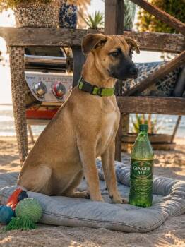 Ginger -  Labrador Retriever Dog for Adoption in Collingswood, New Jersey - Ginger | PetCurious