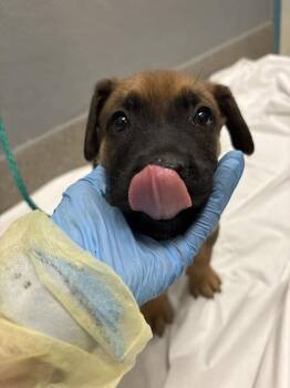 PEDRO 4 PREZ -  German Shepherd Dog and Mixed Breed Dog for Adoption in Las Vegas, Nevada - PEDRO 4 PREZ | PetCurious
