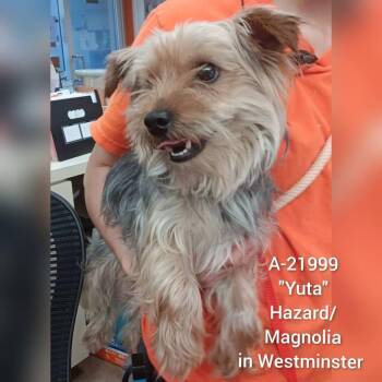Yuta -  Yorkshire Terrier Dog for Adoption in Westminster, California - Yuta | PetCurious