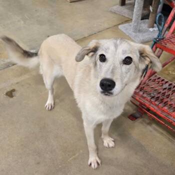 Marlene -  Mixed Breed Dog for Adoption in Williston, Florida - Marlene | PetCurious