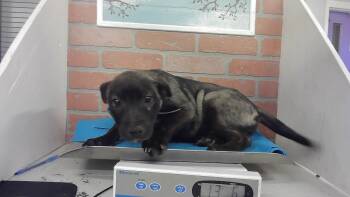 LOVIE -  Belgian Shepherd Malinois and Mixed Breed Dog for Adoption in Houston, Texas - LOVIE | PetCurious