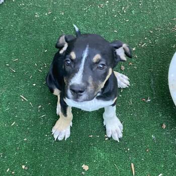 Pancake -  Beagle and Pug Dog for Adoption in Escondido, California - Pancake | PetCurious