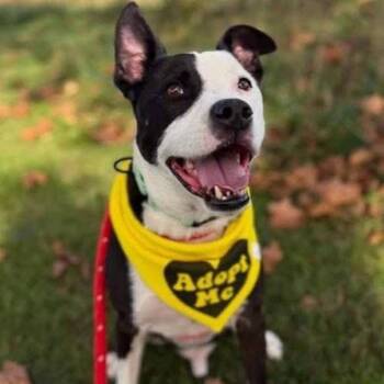 Domino / Honky Pete -  Mixed Breed Dog for Adoption in Centerville, Tennessee - Domino / Honky Pete | PetCurious