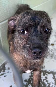 Yorkshire Terrier and Chihuahua Dogs Available for Adoption in Aurora, Indiana - Dezy | PetCurious