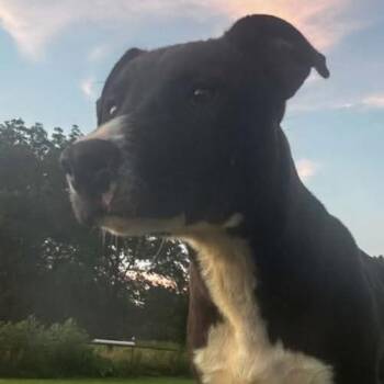 Sleepy -  Mixed Breed Dog for Adoption in Madison, Wisconsin - Sleepy | PetCurious