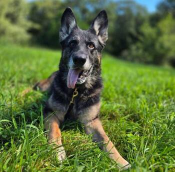 Storm -  German Shepherd Dog Dog for Adoption in East Peoria, Illinois - Storm | PetCurious