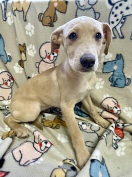 Butter Cookie -  Golden Retriever Dog for Adoption in Lacon, Illinois - Butter Cookie | PetCurious