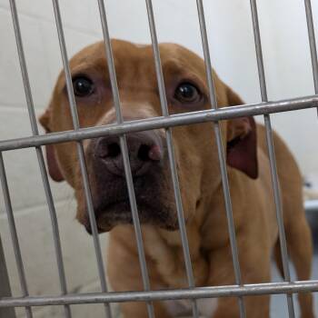 Pit Bull Terrier Dogs Available for Adoption in Ravenna, Ohio - 190518 LOOKING FOR OWNER | PetCurious