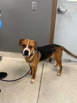 FRANK -  Boxer and Treeing Walker Coonhound Dog for Adoption in Tallahassee, Florida - FRANK | PetCurious