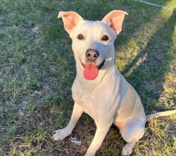 Labrador Retriever Dogs Available for Adoption in Boerne, Texas - Bowie | PetCurious