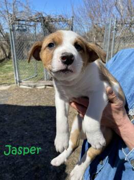 Mixed Breed Dogs Available for Adoption in Rigaud, Quebec - Jasper | PetCurious