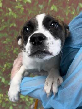 Shepherd and Labrador Retriever Dogs Available for Adoption in San Antonio, Texas - Sandy Cheeks | PetCurious