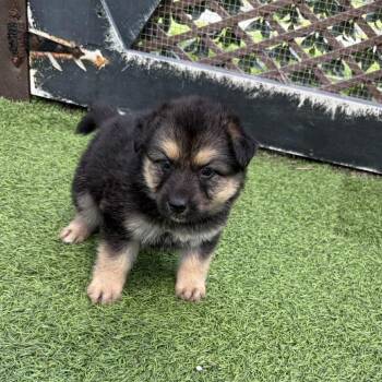 Shepherd Dogs Available for Adoption in Loxahatchee Groves, Florida - Spectacled 4590 | PetCurious