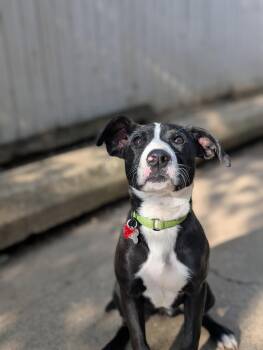 Terrier Dogs Available for Adoption in Cuyahoga Falls, Ohio - Puppy Mint | PetCurious
