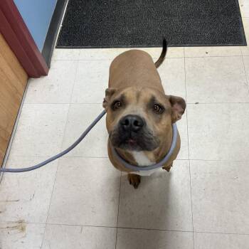 Pit Bull Terrier and Mixed Breed Dogs Available for Adoption in Saint Joseph, Missouri - Tarzan | PetCurious
