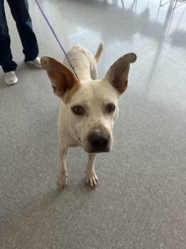 Rescue Pit Bull Terrier Dogs for Adoption in Huntsville, Texas - Rowdy | PetCurious