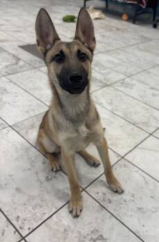 VELOCIRAPTOR -  German Shepherd Dog and Belgian Shepherd Malinois Dog for Adoption in Kalamazoo, Michigan - VELOCIRAPTOR | PetCurious