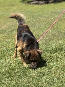 German Shepherd Dog and Australian Shepherd Dogs Available for Adoption in Locust Fork, Alabama - Milo | PetCurious