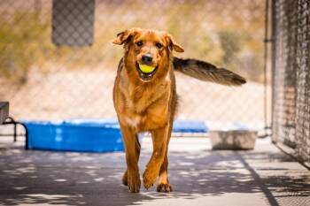Charlie Boy -  Golden Retriever and German Shepherd Dog Dog for Adoption in Twentynine Palms, California - Charlie Boy | PetCurious
