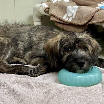 Chewbarka 54209 -  Mixed Breed Dog for Adoption in Las Vegas, Nevada - Chewbarka 54209 | PetCurious