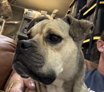 Duchess -  Boxer Dog for Adoption in Incline Village, Nevada - Duchess | PetCurious