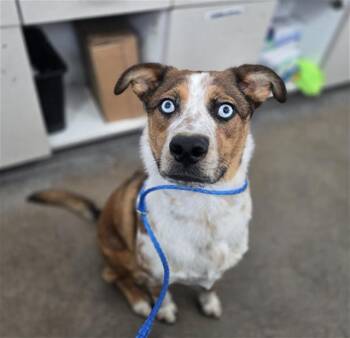 Mixed Breed Dogs Available for Adoption - FINN | PetCurious