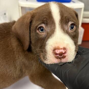 E.T. -  Labrador Retriever and Mixed Breed Dog for Adoption in Yuma, Arizona - E.T. | PetCurious