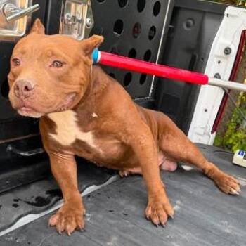 Tao 26-07-032 -  Pit Bull Terrier Dog for Adoption in Bastrop, Texas - Tao 26-07-032 | PetCurious