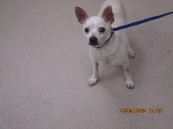 Belle (310) -  Chihuahua Dog for Adoption in Marietta, Georgia - Belle (310) | PetCurious