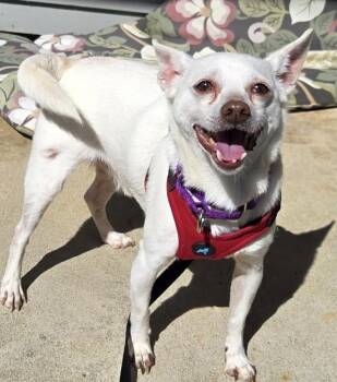 Lucky Lou -  Chihuahua Dog for Adoption in Silvana, Washington - Lucky Lou | PetCurious