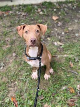 Horton -  Bull Terrier Dog for Adoption in Lancaster, Pennsylvania - Horton | PetCurious