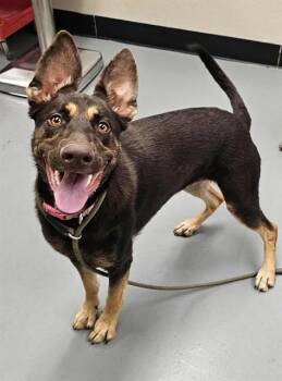 Rescue German Shepherd Dog Dogs for Adoption in Phoenix, Oregon - Toffee | PetCurious