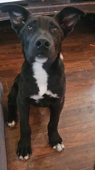 Smudge -  German Shepherd Dog and Pit Bull Terrier Dog for Adoption in Watertown, South Dakota - Smudge | PetCurious