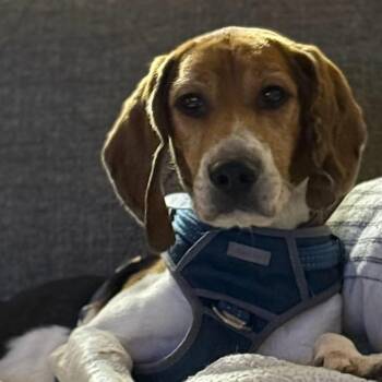 Beagle Dogs Available for Adoption in Normal, Illinois - Beau | PetCurious