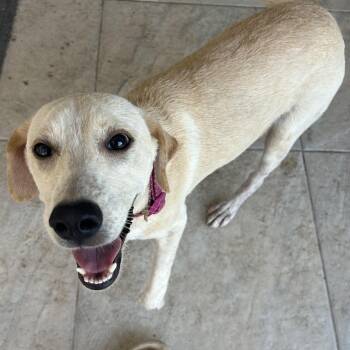 Rescue Labrador Retriever Dogs for Adoption in Harlingen, Texas - Margaret | PetCurious